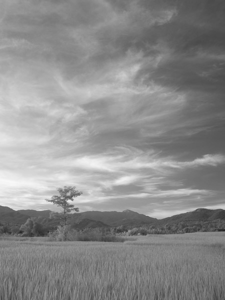 Thailand_OctNovDec_2010_Infrared_2332.jpg