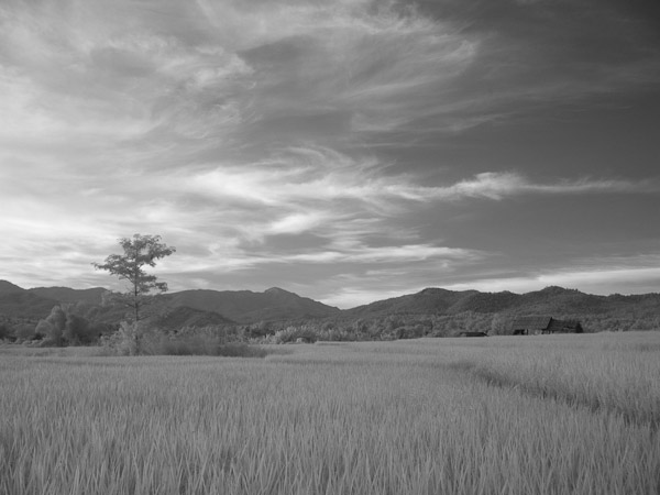 Thailand_OctNovDec_2010_Infrared_2335.jpg