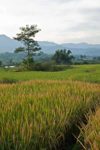 Thailand_Pai_OctNovDec_2010_4870.jpg