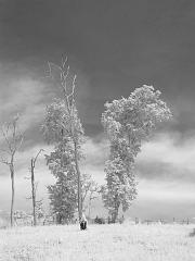 Thailand_OctNovDec_2010_Infrared_2299