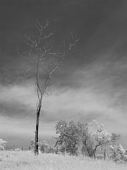 Thailand_OctNovDec_2010_Infrared_2311