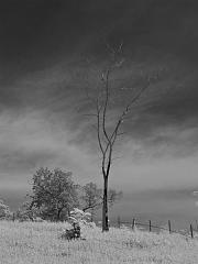 Thailand_OctNovDec_2010_Infrared_2317