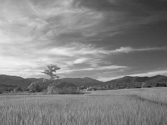 Thailand_OctNovDec_2010_Infrared_2329