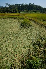 Thailand_Pai_OctNovDec_2010_4593