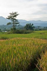 Thailand_Pai_OctNovDec_2010_4870