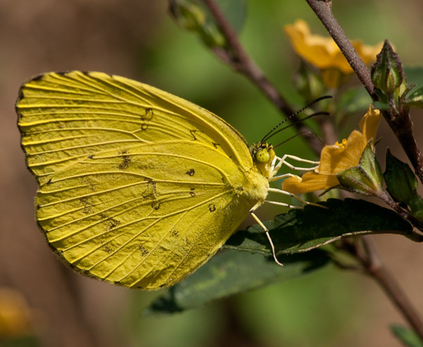 Thailand_Pai_OctNovDec_2010_4331.jpg