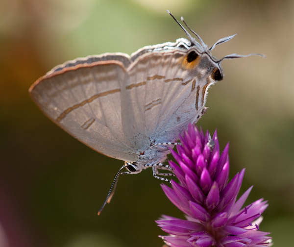 Thailand_Pai_OctNovDec_2010_4471.jpg - It's hard to tell which is the head at first glance.  This butterfliy tried to keep it's tail pointed towards me to maintain the confusion.