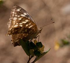 Thailand_Pai_OctNovDec_2010_4334