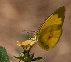Thailand_Pai_OctNovDec_2010_4335