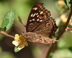 Thailand_Pai_OctNovDec_2010_4385