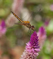 Thailand_Pai_OctNovDec_2010_4399