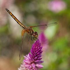 Thailand_Pai_OctNovDec_2010_4402