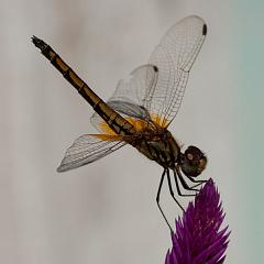 Thailand_Pai_OctNovDec_2010_4411