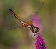Thailand_Pai_OctNovDec_2010_4427