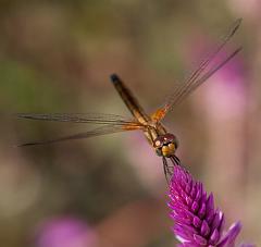 Thailand_Pai_OctNovDec_2010_4431