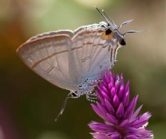 Thailand_Pai_OctNovDec_2010_4471