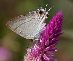 Thailand_Pai_OctNovDec_2010_4493