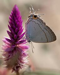 Thailand_Pai_OctNovDec_2010_4497