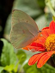 Thailand_Pai_OctNovDec_2010_4611