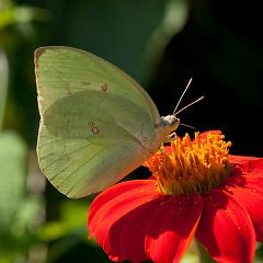 Thailand_Pai_OctNovDec_2010_4633