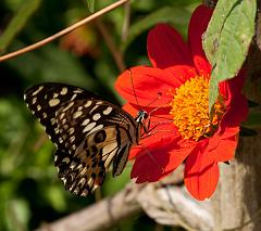 Thailand_Pai_OctNovDec_2010_4641