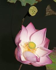 Thailand_Pai_OctNovDec_2010_5067