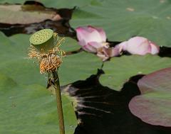 Thailand_Pai_OctNovDec_2010_5076