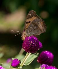 Thailand_Pai_OctNovDec_2010_5142