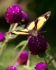 Thailand_Pai_OctNovDec_2010_5146