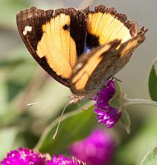 Thailand_Pai_OctNovDec_2010_5219