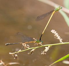Thailand_Pai_OctNovDec_2010_5247