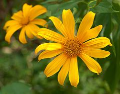 Thailand_Pai_OctNovDec_2010_5283