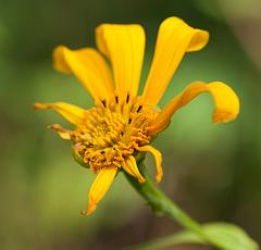 Thailand_Pai_OctNovDec_2010_5291