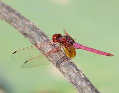 Thailand_Pai_OctNovDec_2010_5332