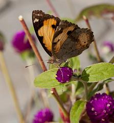 Thailand_Pai_OctNovDec_2010_5342