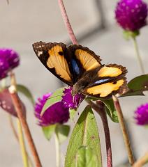 Thailand_Pai_OctNovDec_2010_5355