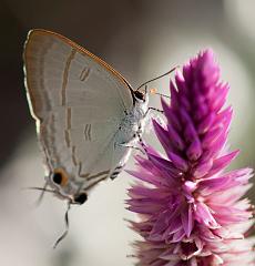 Thailand_Pai_OctNovDec_2010_5380