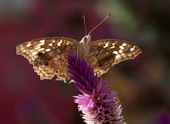 Thailand_Pai_OctNovDec_2010_5393